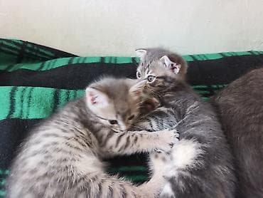 продаю кукруза: 🐾 Пушистое счастье ищет дом! 🏡 потрясающая девочка ушки стоячие — 6