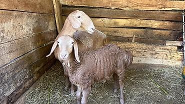котята фото: Продаю | Овца (самка), Ягненок, Баран (самец) | Арашан | Для разведения — 1
