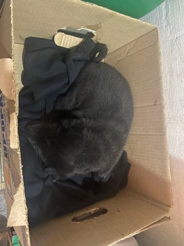 сколько стоит лабрадор в бишкеке: Щенок, окраска черная. На фото — короткошёрстный малыш с округлой — 3