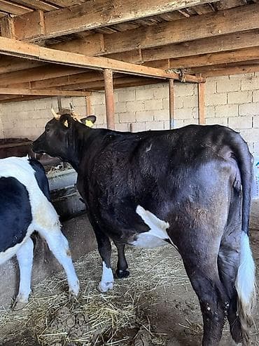 котята простые: Продаю | Корова (самка) | Алатауская | Для молока | Привязанные — 4
