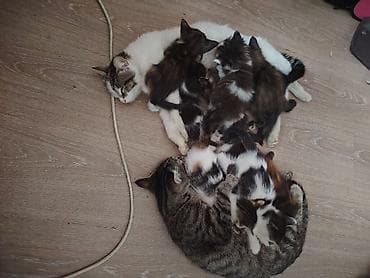 акита: Котята от двух домашних кошек - Описание: разноцветные котята из — 2