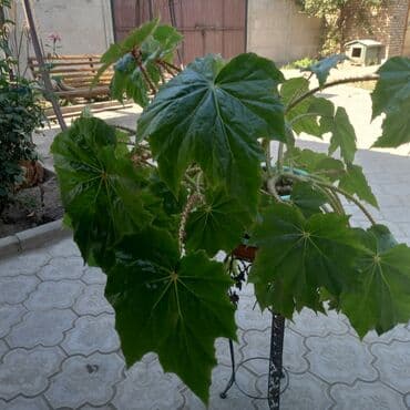 Бегония с крупными зелеными листьями, имеющими зубчатые края и