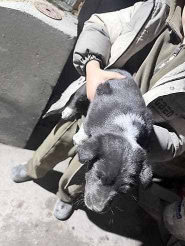 объявление продам собаку: Отдам щенят в хорошие руки. 
Игривые активные хорошие сторожа — 6