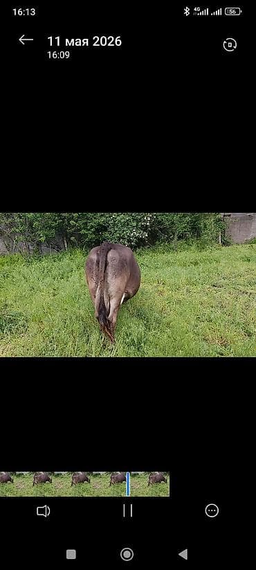 Үй жаныбарлары: Сатам | Уй (ургаачы) | Сүт алуу үчүн | Музоологондон кийин — 1
