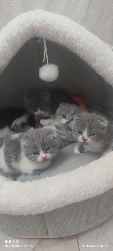 домик для кошек: Шотландские котята с мамой - Порода: шотландская (в помёте есть — 8