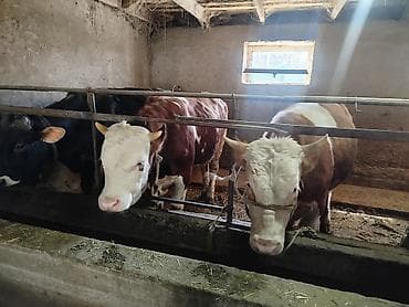 манчкин кошка: Продаю | Бык (самец) | Полукровка | На откорм | Привязанные — 2