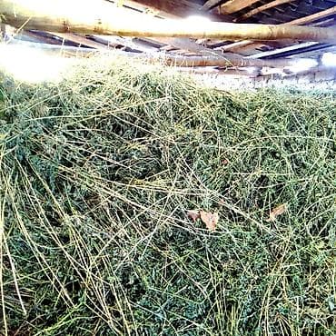 комбикорм для кур несушек: Сено люцерновое (листья и стебли), заготовка ветряным провяливанием — 1