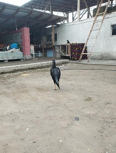 Продаю | Петух | Дакан | Для боев