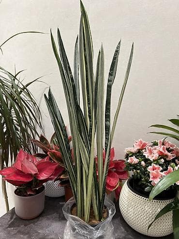 Монстерлер: По городу доставка бесплатно 🚗🪴 - Фикус Бенджамина вариегатный — 5