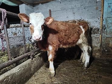 кара балта животные: Продаю | Бык (самец) | На забой, На откорм | Привязанные — 4