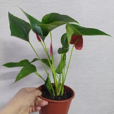 цветы уличные: Филодендроны, аглаонемы, гибискус, Антуриум красный — 2