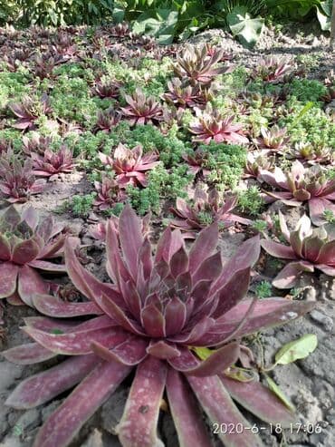 агроволокно рулон цена бишкек: Көчөттөр гүлдүн: Өзү алып кетүү — 6