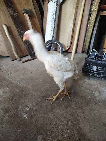 дом животные: Продаю | Куры | Для разведения — 4