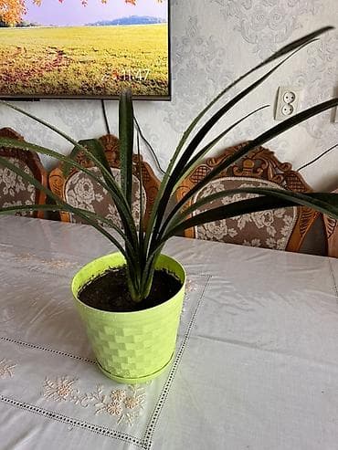 кливия цветок: Кливия (Clivia) в декоративном кашпо Рассмотрю обмен - Комнатное — 2
