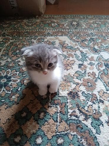 голубая кошка: Котята с вислоухими ушками (внешне напоминают скоттиш-фолд), домашнего — 3