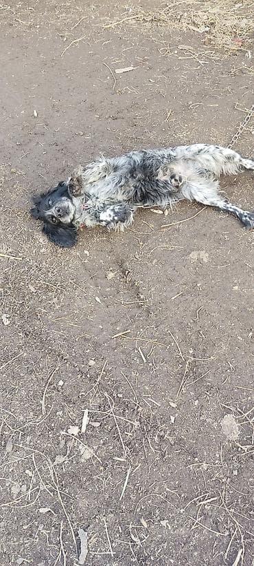 Животные: Спаниель, 3 года, Самец, С прививкой — 2