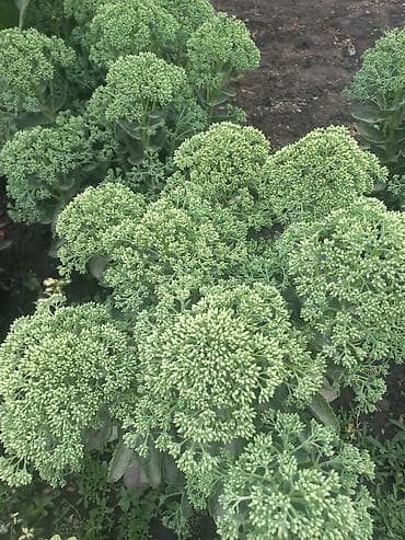 для пчёлы: Очиток (Седум) крупный, декоративный многолетник - Сортовая группа — 2