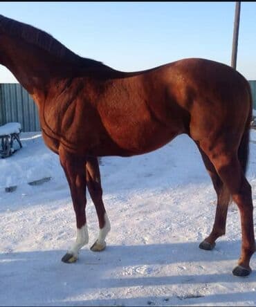 куплю корм для животных: Продаю | Жеребец | Рабочий — 1