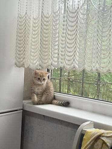белый шотландский котенок: Скотиш Страйт (Шотландская прямоухая), 2 месяца, Девочка, Приучена к лотку — 3