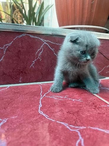 котята шотландские купить: SCOTISH FOLD (ШОТЛАНДСКАЯ ВИСЛОУХАЯ - Мальчик и девочка, 2 месяца — 4