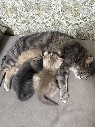 Продажа кошек: Скотиш Страйт (Шотландская прямоухая), 1 месяц, Мальчик, Приучена к лотку — 9