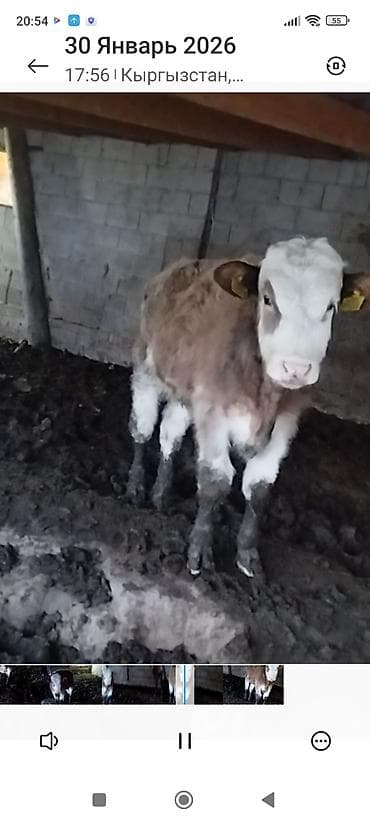 продаю кур несушек: Продаю | Тёлка | На откорм | Племенные — 4