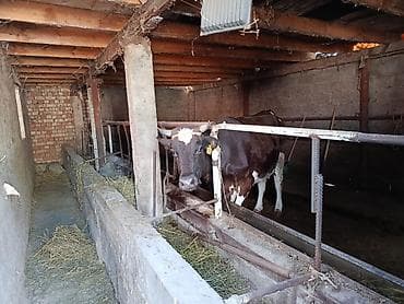постройка: Farm КРС, 30 соток, Действующий, Частично с оборудованием, Электричество — 7
