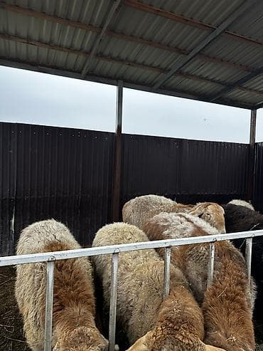 живой корм: Продаю | Овца (самка) | Эдильбаевская | Для разведения | Матка — 3