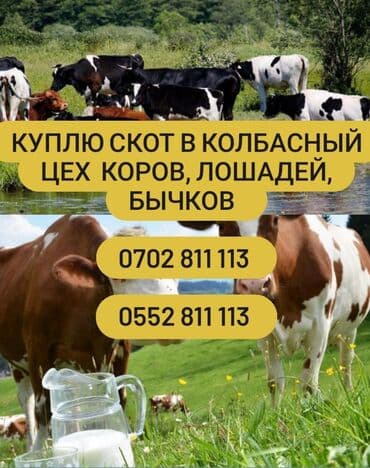 Куплю | Коровы, быки | Любое состояние