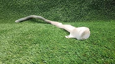 bmw e36: Горловины бачка обывателя Е39 8 364 199 Год 2002 В отличном — 4