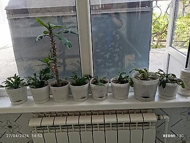 Декабристы: Декабристы, второй год, цветы красные махровые — 2