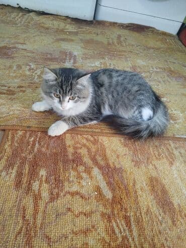 carters для мальчика: Беспородная, 2 месяца, Мальчик, Биколор, Проглистована — 7