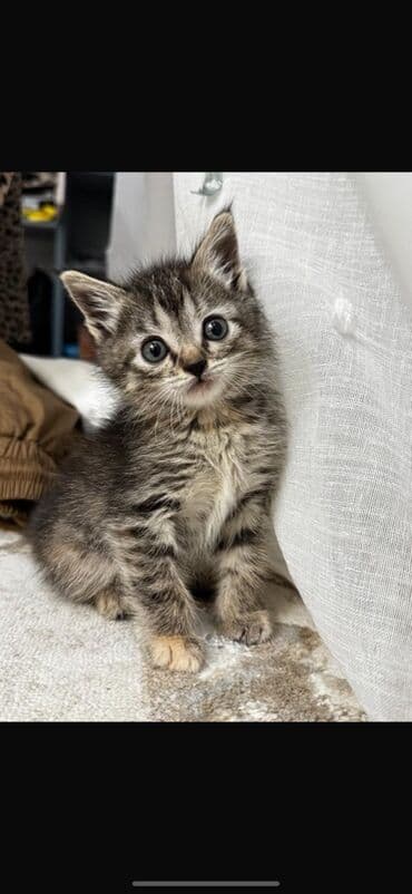 отдам кошек: Котёнок тигрового окраса (серо-чёрный табби) с выразительными серыми — 1