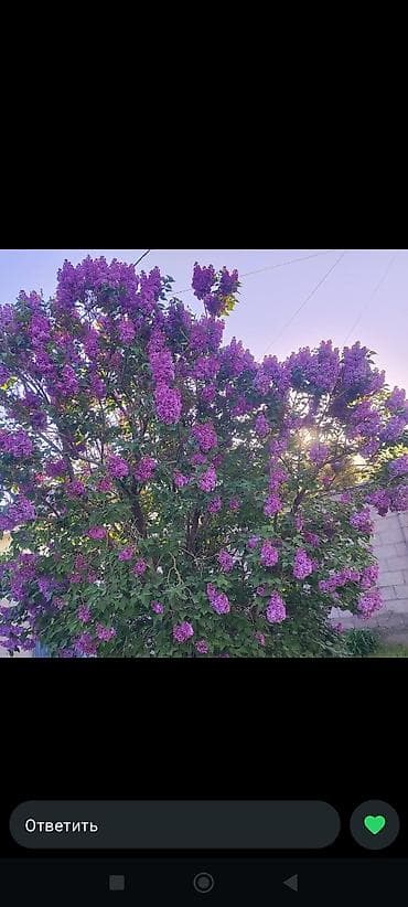 алма кол: Продаю сирень,калированная 1 ветка 50 сом ОПОТОМ ПО 35 СОМ — 1
