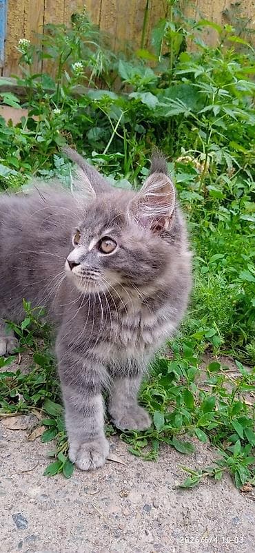 котят бесплатно: Мейн-кун, 3 месяца, Мальчик, Приучена к лотку, Проглистована — 6