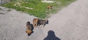 щенок даром: Щенки (метисы средних пород) - Возраст ориентировочно 1,5–2 месяца - — 1