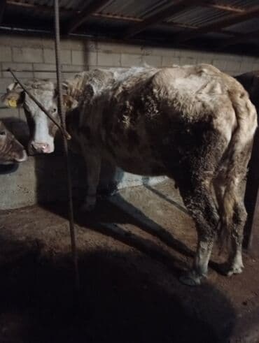 купить собаку бишкек: Продаю | Тёлка | Полукровка | На откорм | Привязанные — 1