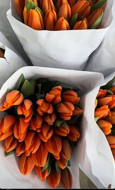 подарки к 8 марта: 🔥 **ТЮЛЬПАНЫ ОПТОМ К 8 МАРТА ПРЯМО ИЗ ТЕПЛИЦЫ** 🔥 Голландские — 2