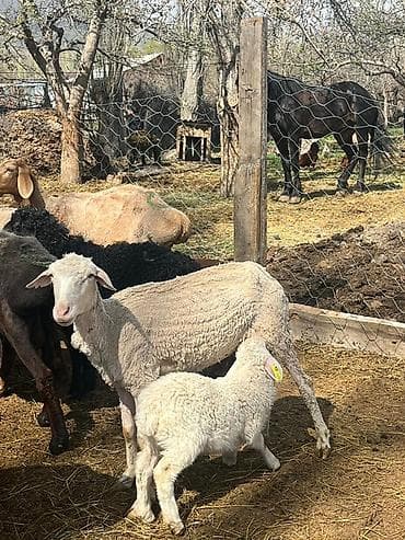 Продаю | Овца (самка) | Меринос | Для разведения | Матка