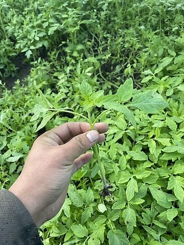 заклад: Рассада овощных культур из грунтовой теплицы - Перец сладкий: крепкие — 3