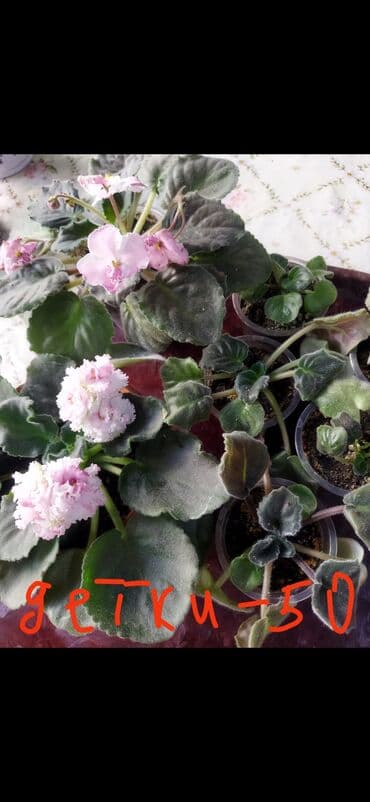 фикус али: Домашние комнатные растения — черенки и молодые кустики В — 4