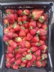 продам тыкву: Клубника — 1