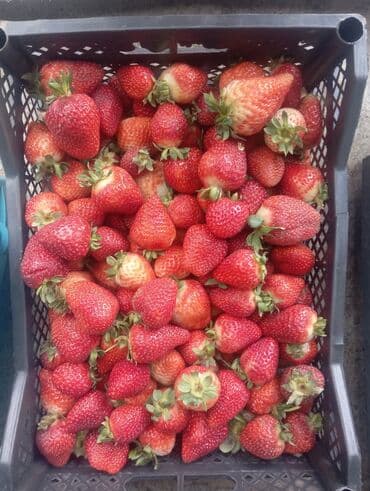 рыба копченая: Клубника — 1