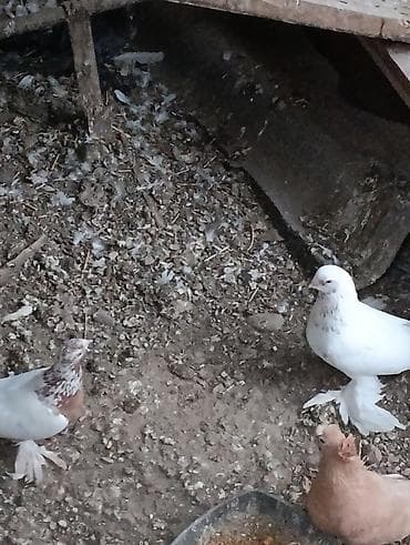 Голуби голубей птицы. гульбодамы чистокровные две пары. плодные