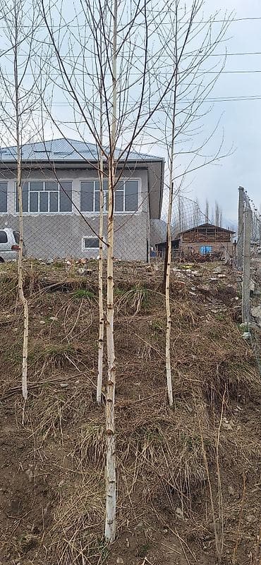 рахат про: Саженцы — 5