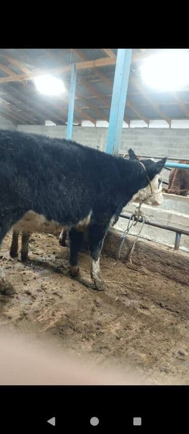 тук алам: Продаю | Музоо, торпок, Тёлка, Корова (самка) | Швицкая, Абердин-ангус | На откорм, Для молока, На забой — 2