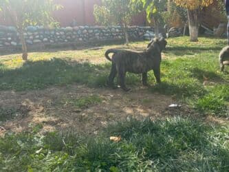 кане корсо купить щенка: Щенки Presa kanario - Очаровательные щенки с тигровым и однотонным — 10