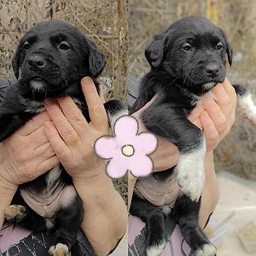 canada goose: Срочно!!! Отдадим щенков неравнодушным людям!!!Щенки метисы среднего — 8