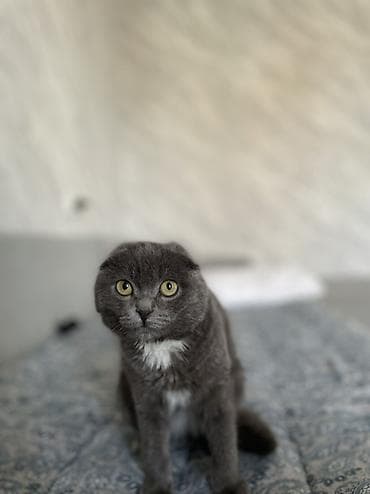 ош кошка: Скотиш Фолд (Шотландская вислоухая), 4 месяца, Девочка, Серый, Приучена к лотку — 5