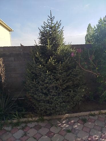 новогодние: Ель голубая (Picea pungens), декоративная, живая, для сада/двора. - — 2